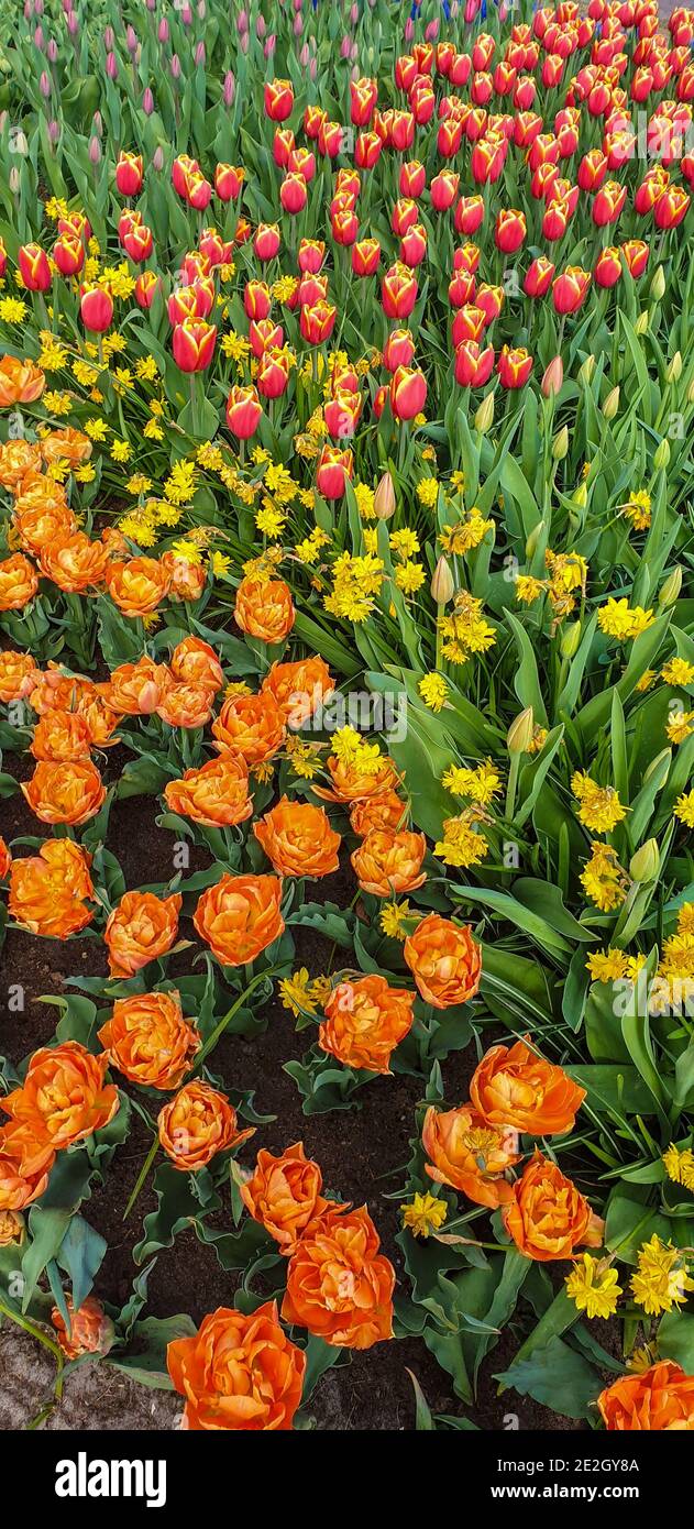 Tulips in Keukenhof gardens Stock Photo - Alamy