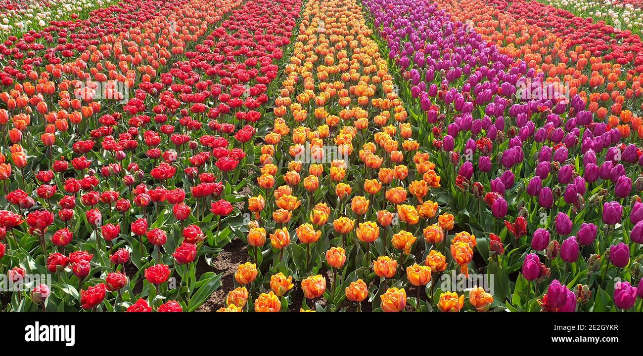 Tulips in Keukenhof gardens Stock Photo - Alamy