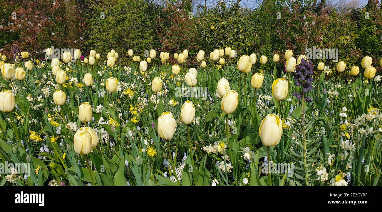 Tulips in Keukenhof gardens Stock Photo - Alamy