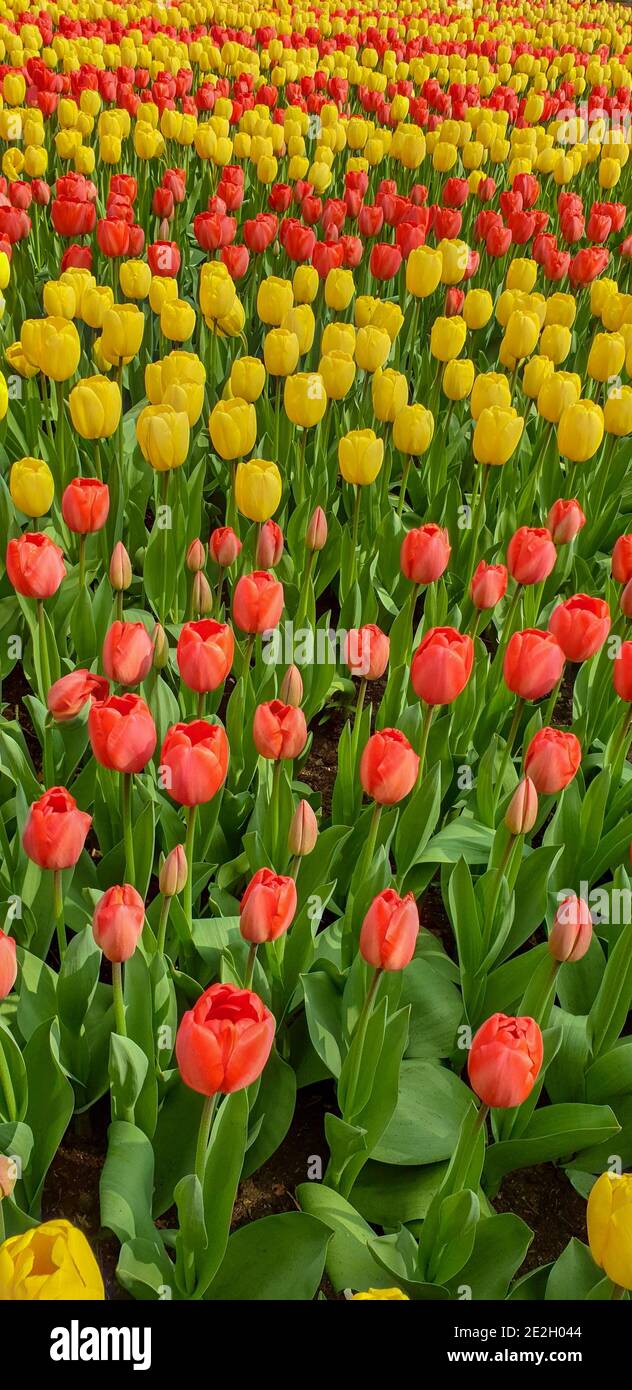 Tulips in Keukenhof gardens Stock Photo - Alamy
