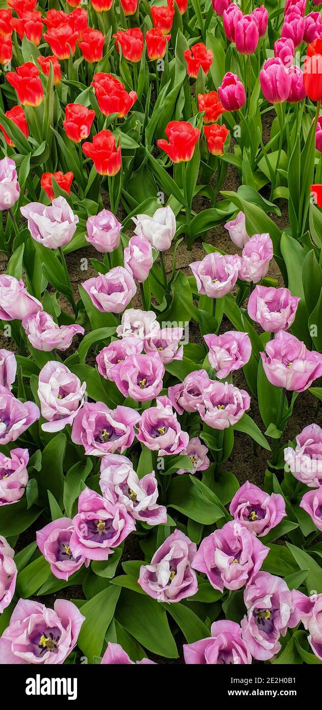 Tulips in Keukenhof gardens Stock Photo - Alamy