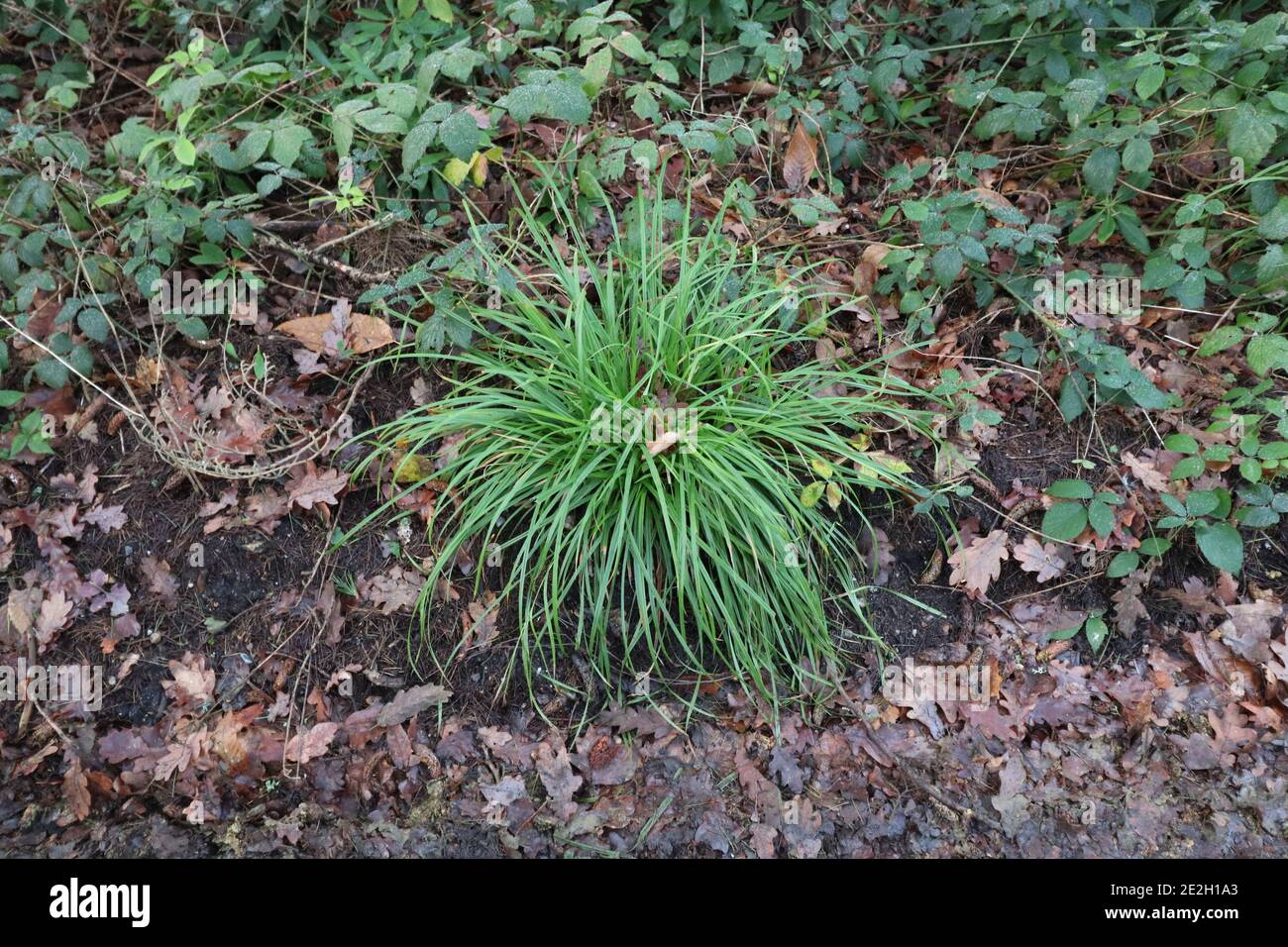 Clump grass hi res stock photography and images Alamy Clump grass hi res stock photography and images Alamy
