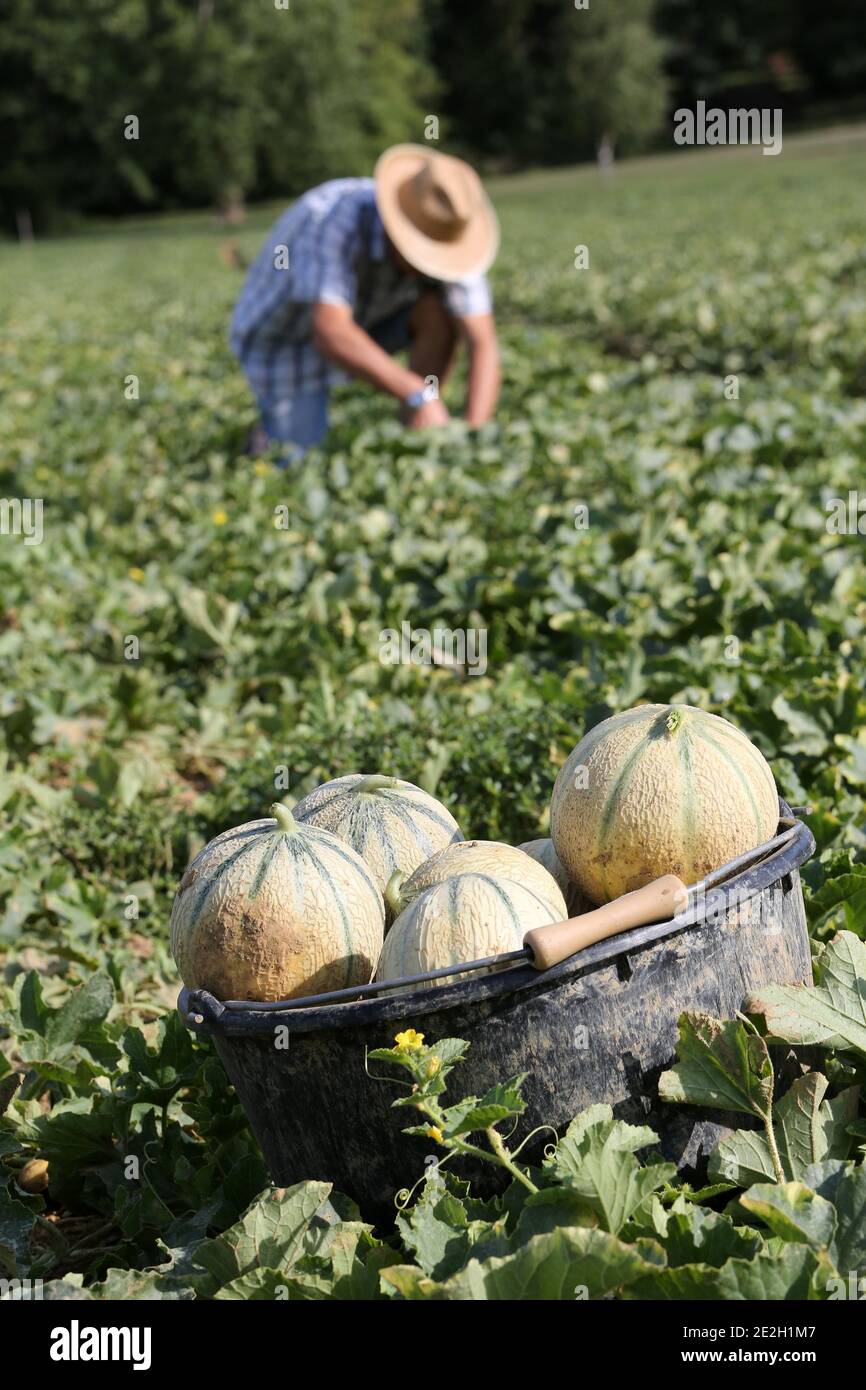 French melon harvested in MontcuqenQuercyBlanc (southwestern France