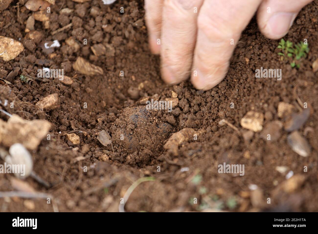 Harvesting of black truffles (tuber melanosporum) from the Perigord area. Hand unearthing a truffle from the ground Stock Photo