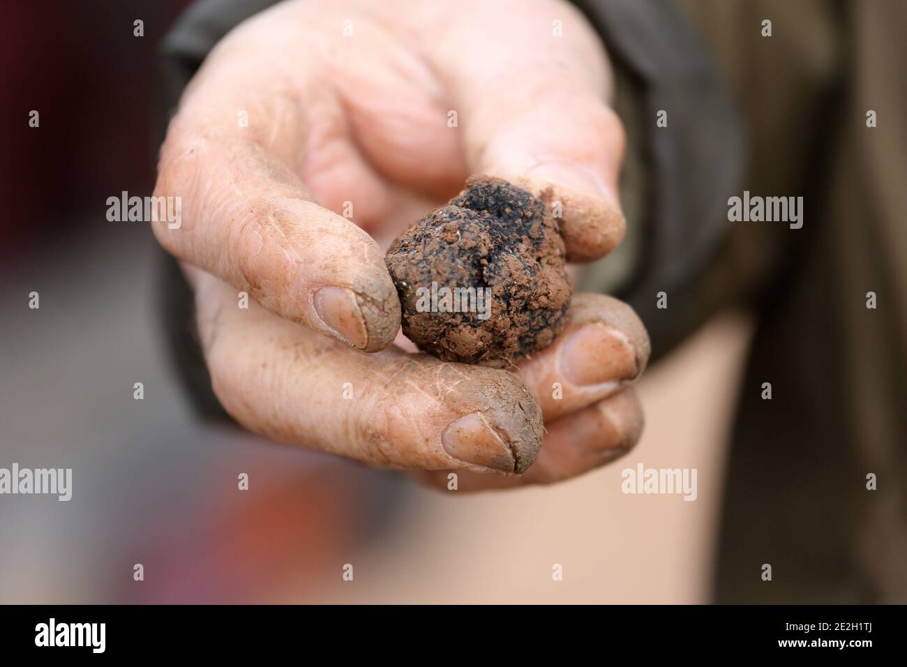 Harvesting of black truffles (tuber melanosporum) from the Perigord