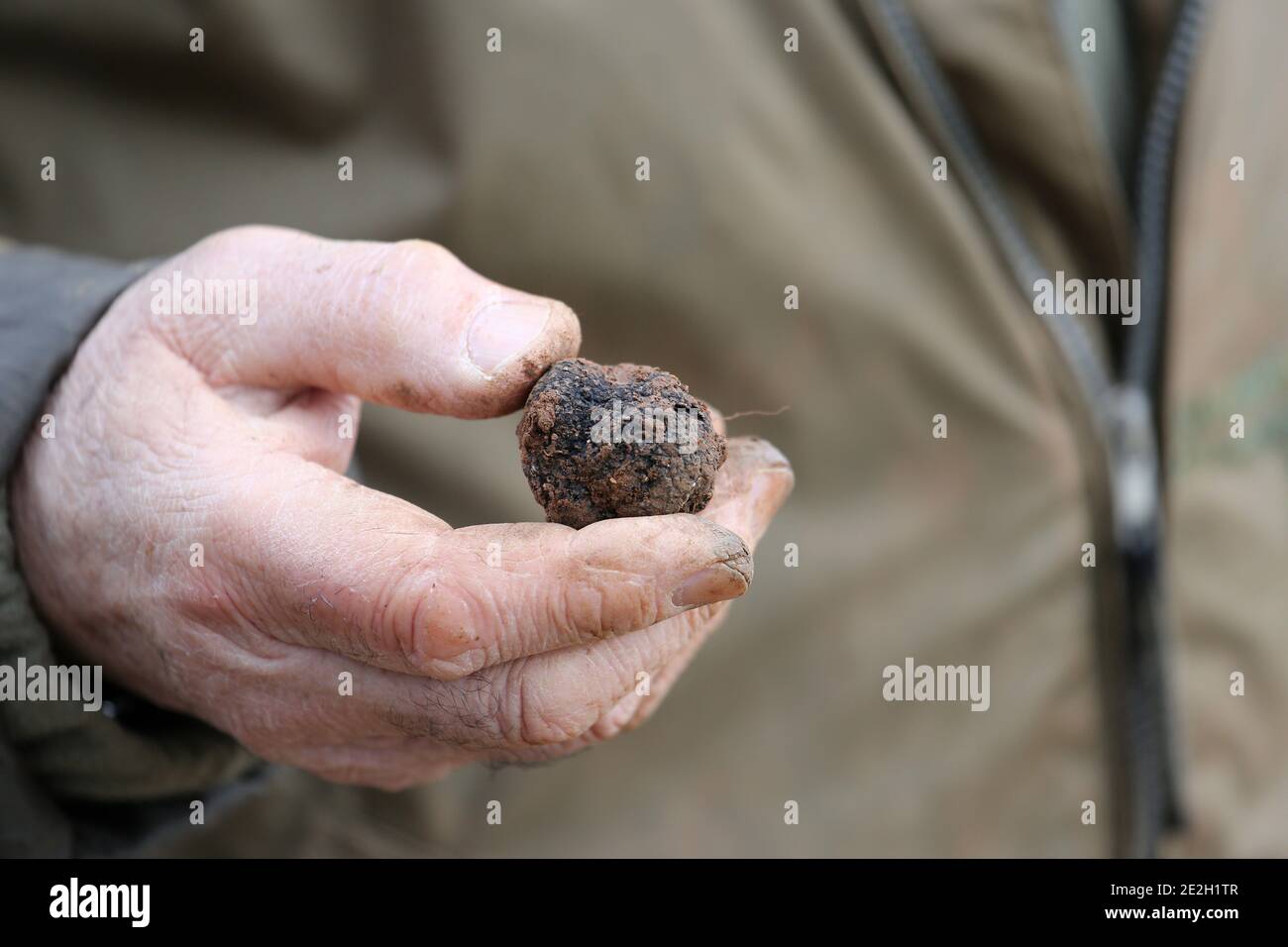 Harvesting of black truffles (tuber melanosporum) from the Perigord