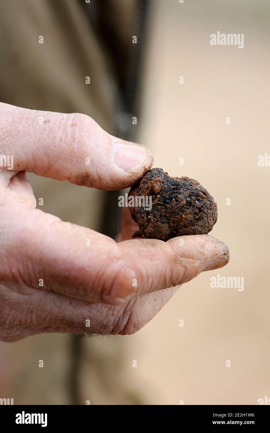 Harvesting of black truffles (tuber melanosporum) from the Perigord