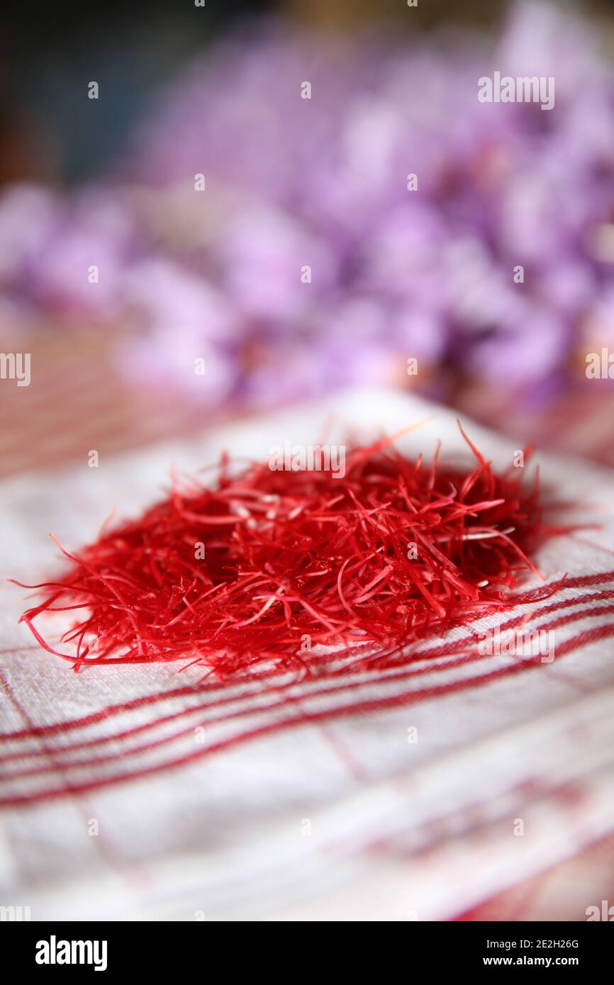 Harvesting, pruning and drying of Quercy saffron. Drying of red stigma