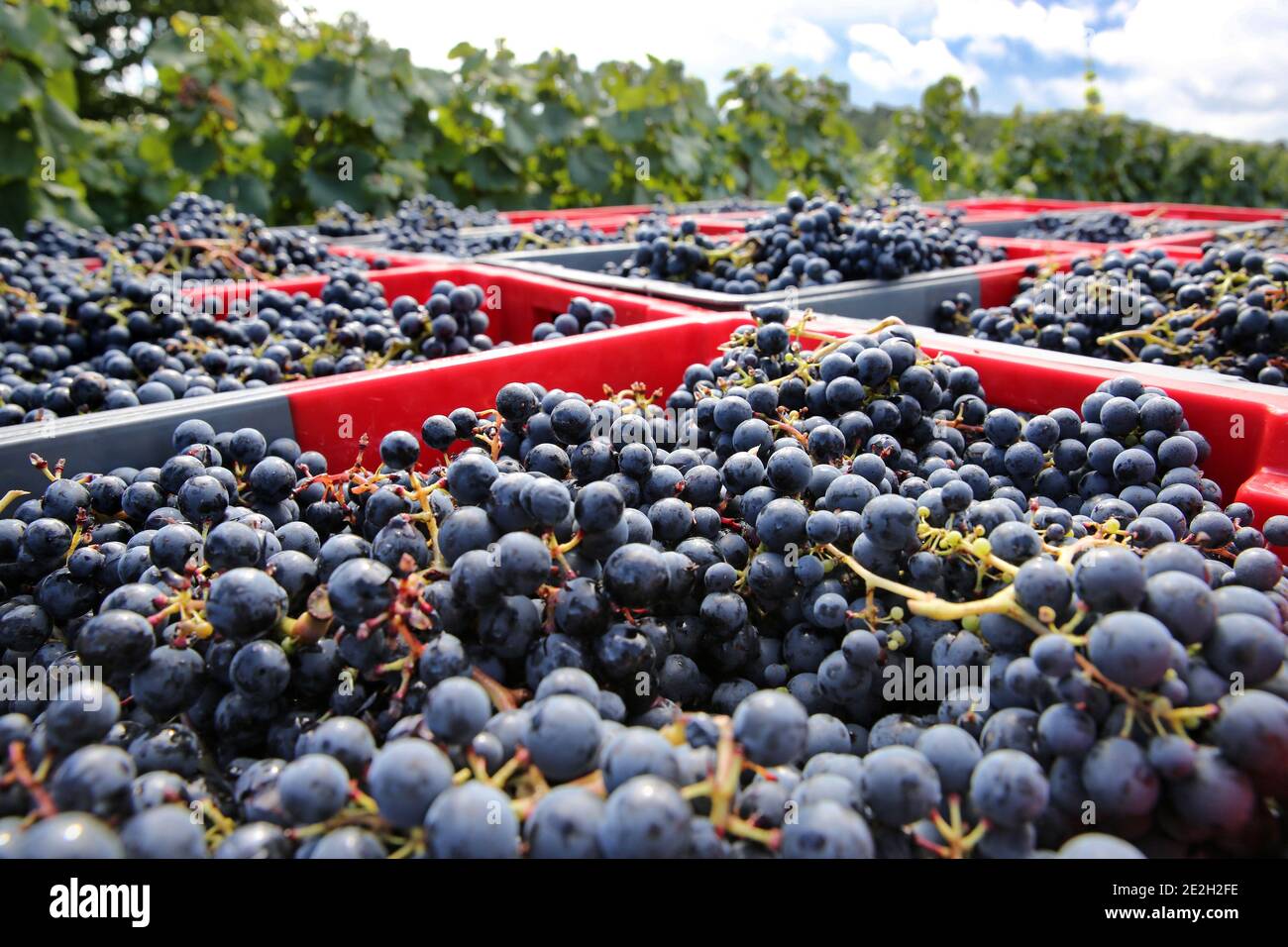 Bunch of grapes in a harvest bucket, hand-picking in the vineyards of Cahors. Stock Photo