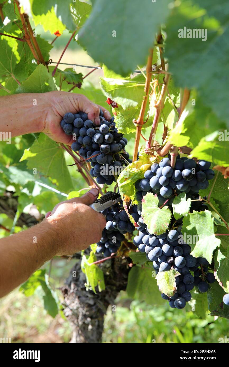 Hand picking in a Cahors vineyard. Grape-picker pruning grapes with secateurs Stock Photo