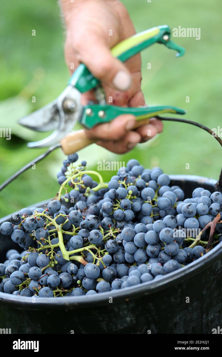 Hand picking in a Cahors vineyard. Grape-picker holding a bucket of grapes and pruning shears Stock Photo