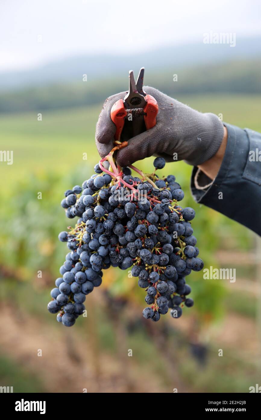 Hand picking in a Cahors vineyard in Mercues (south of France). Grape-picker holding a bunch of grapes in his hand Stock Photo