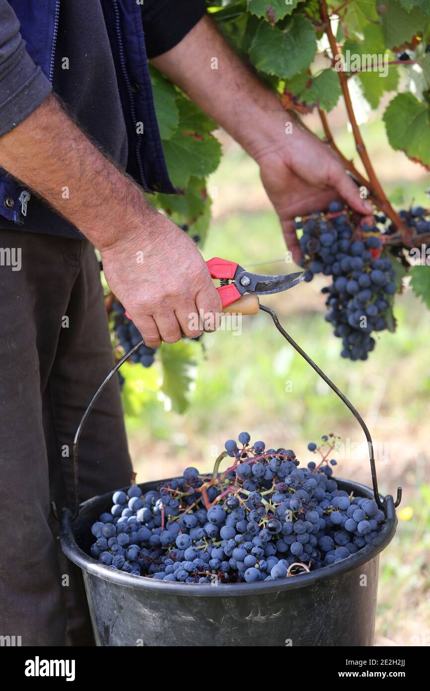 Hand picking in a Cahors vineyard. Grape-picker pruning grapes with secateurs Stock Photo