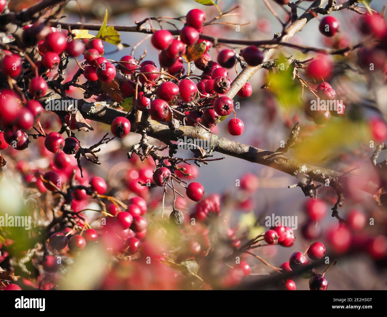 Selective focus shot hawthorns hi-res stock photography and images - Alamy
