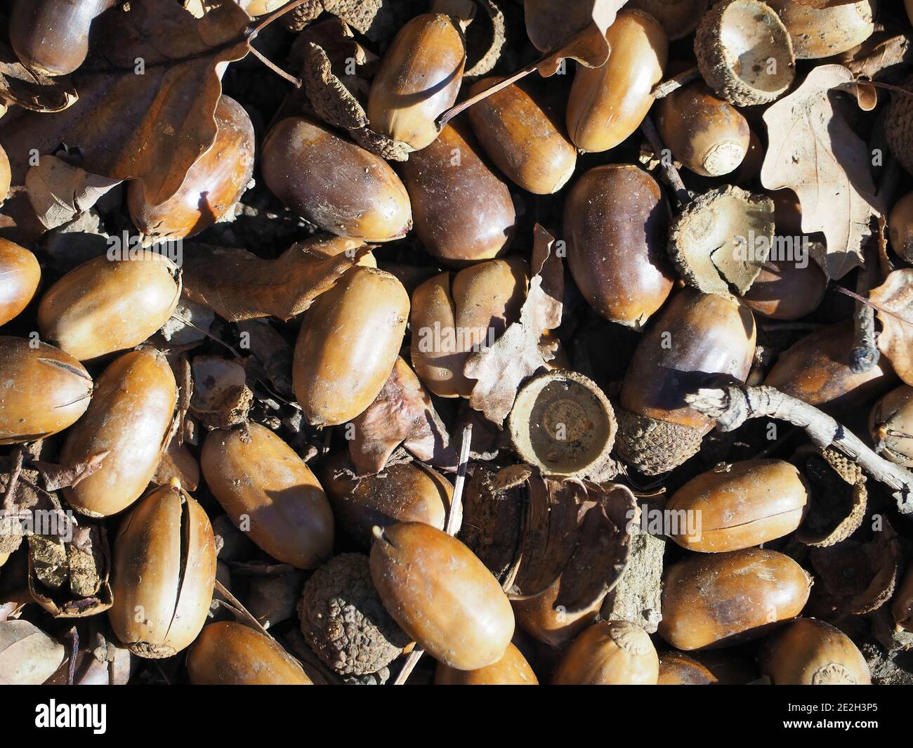Pile acorns on top hi-res stock photography and images - Alamy