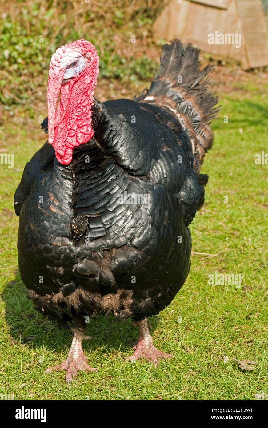 Turkey wattle hires stock photography and images Alamy