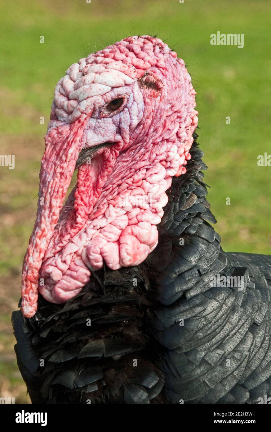 Turkey wattle hires stock photography and images Alamy