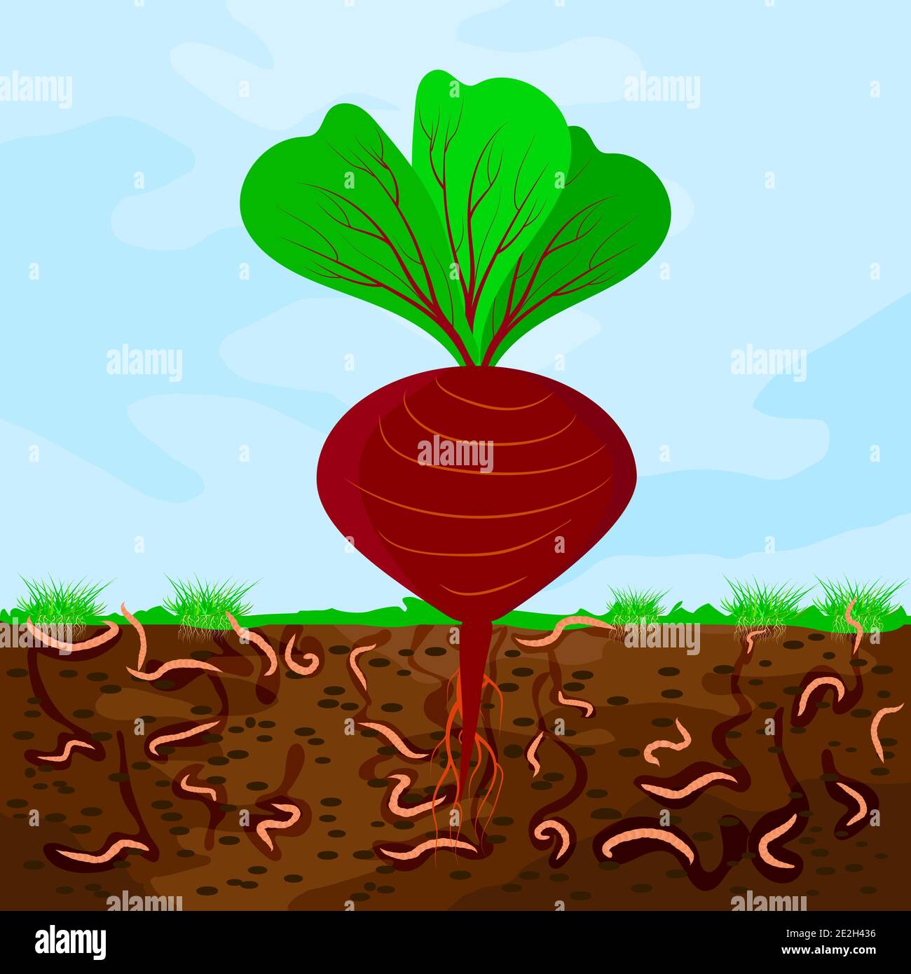 Ground cutaway with beetroot and earthworm. Earthworms in garden soil. Composting process with organic matter, microorganisms and earthworms. Vector Stock Vector
