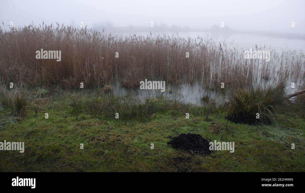 Mist covering Redgrave and Lopham Fen, East Anglia, England. Stock Photo