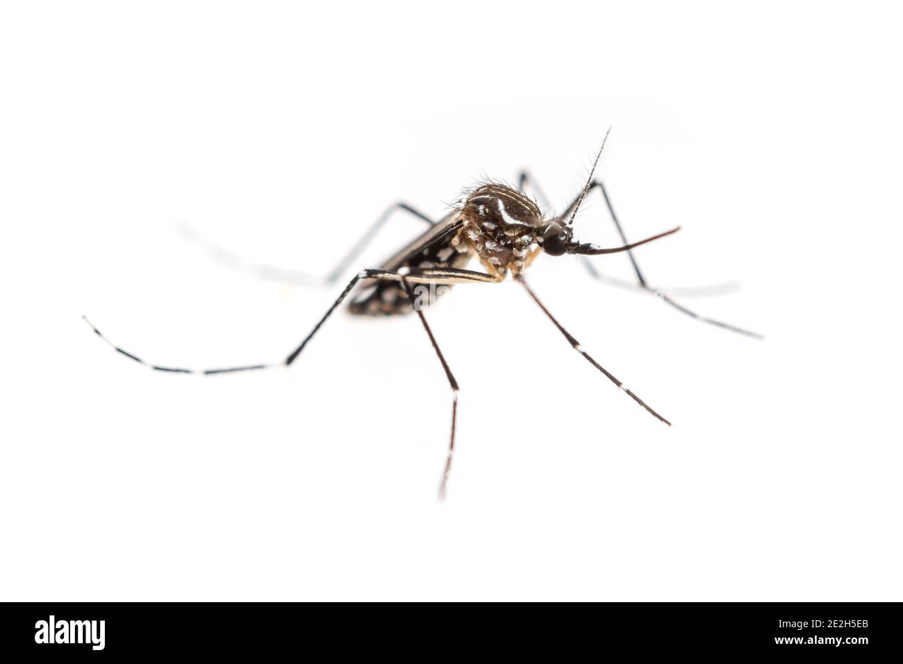Tiger Mosquito, yellow fever, dengue, chikungunya and Zika virus mosquito, Aedes aegypti Stock Photo