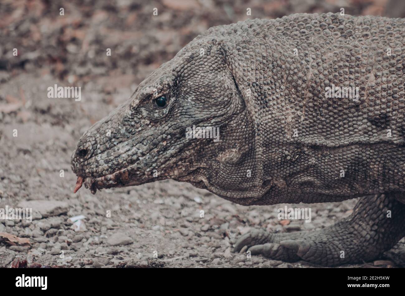 Komodo dragon , giant monitor lizard Stock Photo
