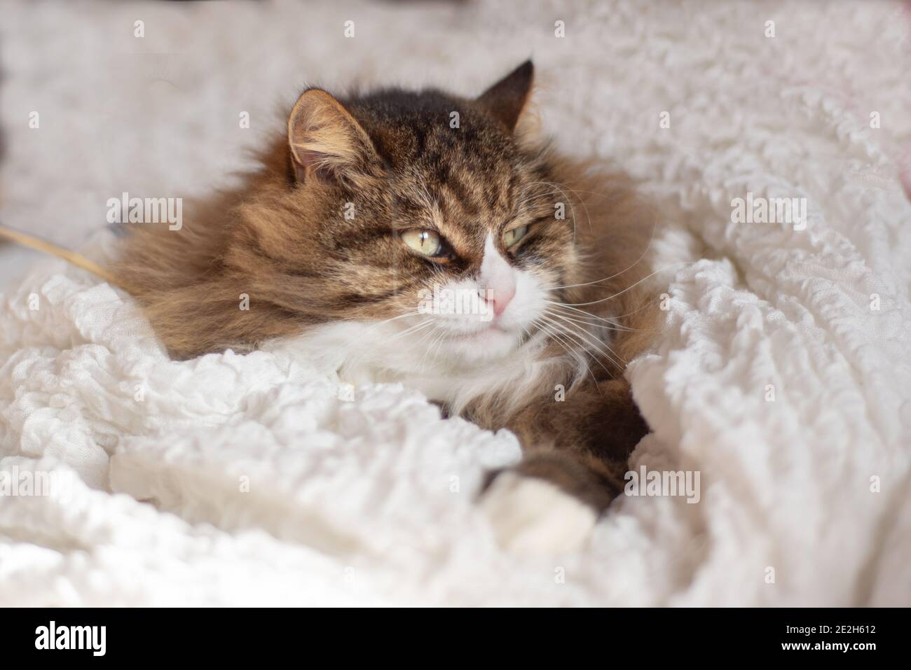furry cat lying on a white blanket Stock Photo