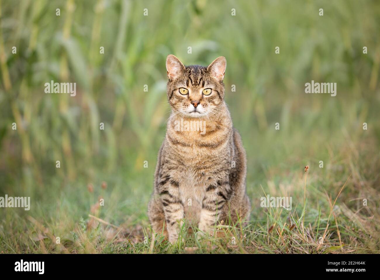 tabby cat sitting outdoor looking at the camera Stock Photo