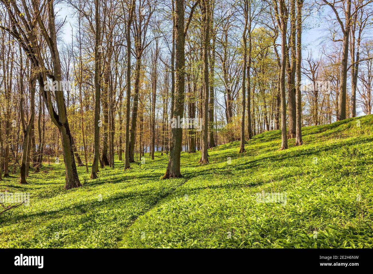 Awesome lush forest in the spring Stock Photo