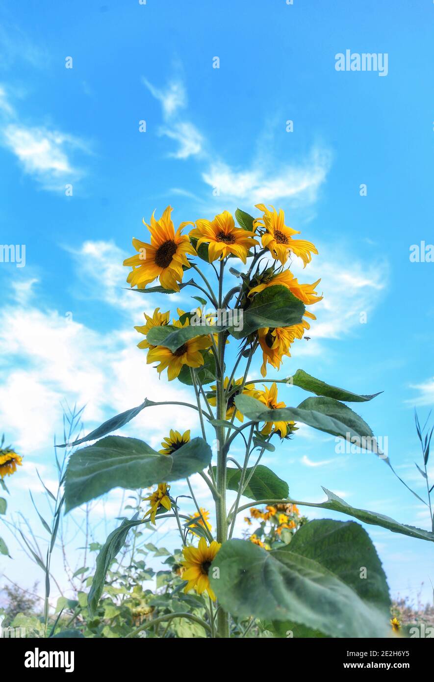 Sunflower in the field Stock Photo - Alamy
