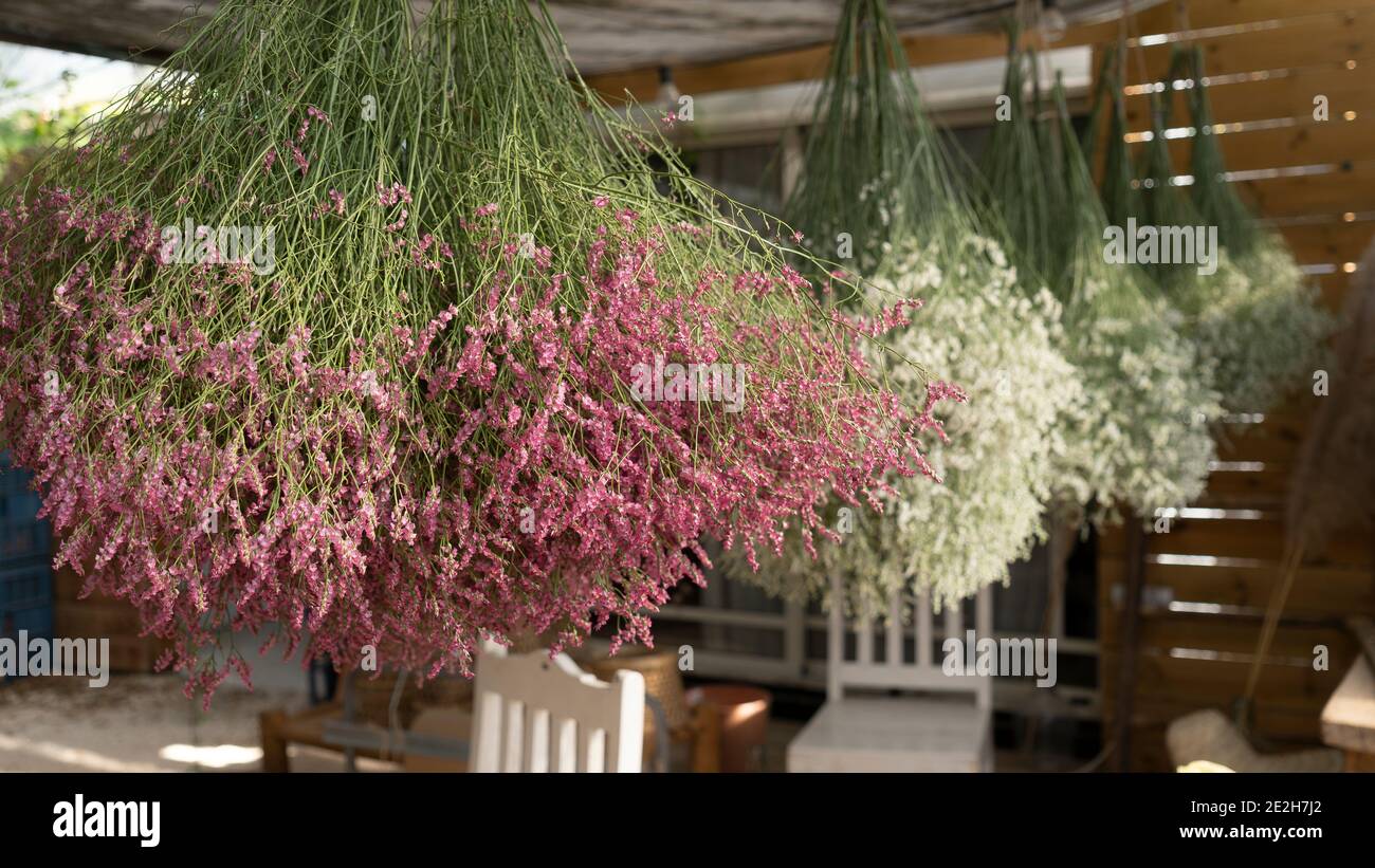 Bouquets of dried flowers hanging Stock Photo Alamy