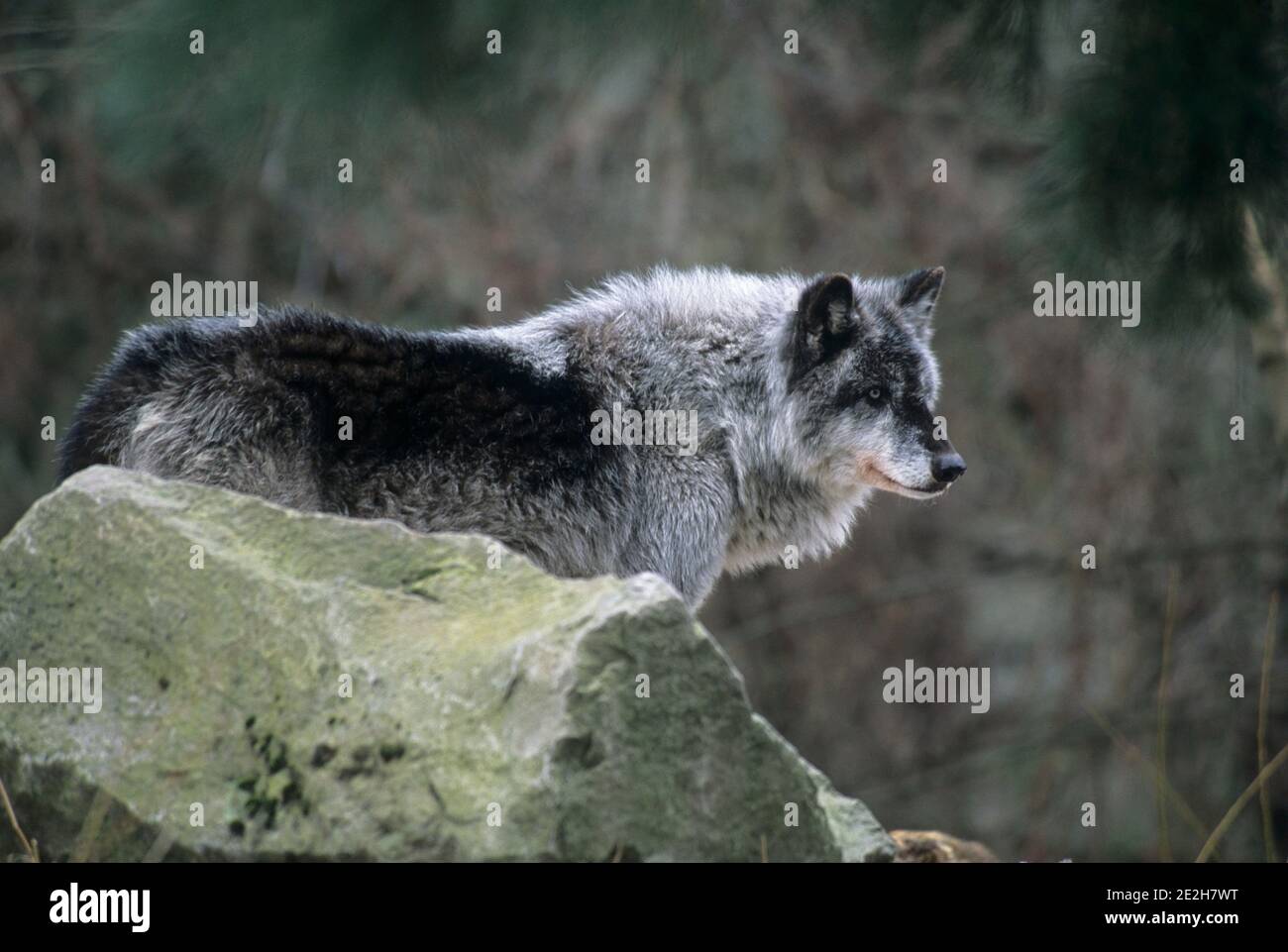 Gray wolf, Oregon Zoo, Washington Park, Portland, Oregon Stock Photo