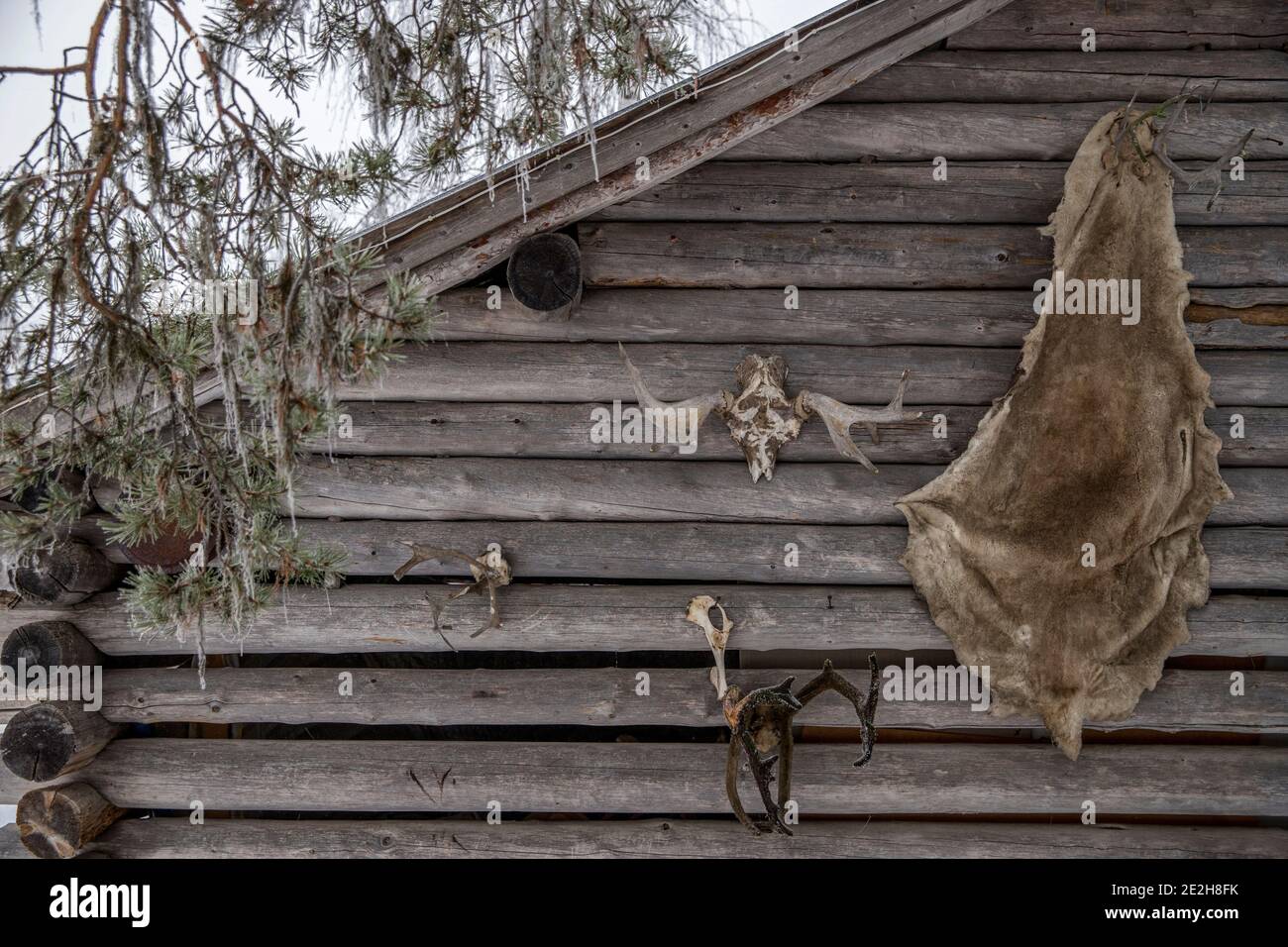 Moose and reindeer antlers and hide hanging outside on wall of log