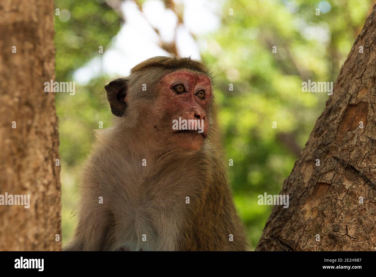 Female Toque macaque monkey, Macaca sinica, Sri Lanka. Animal portrait,  monkey sitting in a tree Stock Photo - Alamy