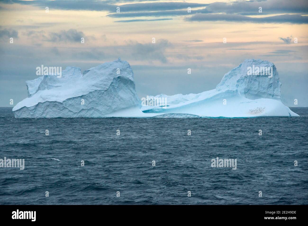 Floating Iceberg With A Colony Of Gentoo Penguins At Sunset In Bransfield Strait Near The Northern Tip Of The Antarctic Peninsula Stock Photo