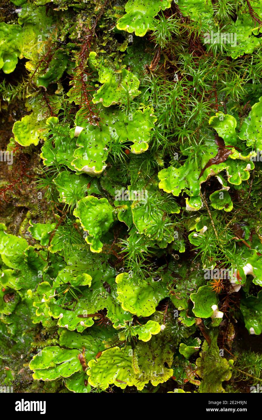 Lettuce lichen (Lobaria oregana) along Trail of Ten Falls, Silver Falls State Park, Oregon Stock Photo
