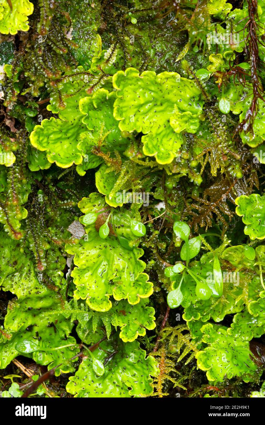 Lettuce lichen (Lobaria oregana) along Trail of Ten Falls, Silver Falls State Park, Oregon Stock Photo