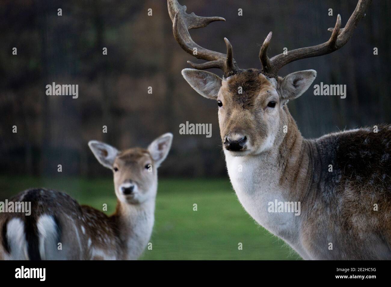Two fluffy deer facing camera Stock Photo