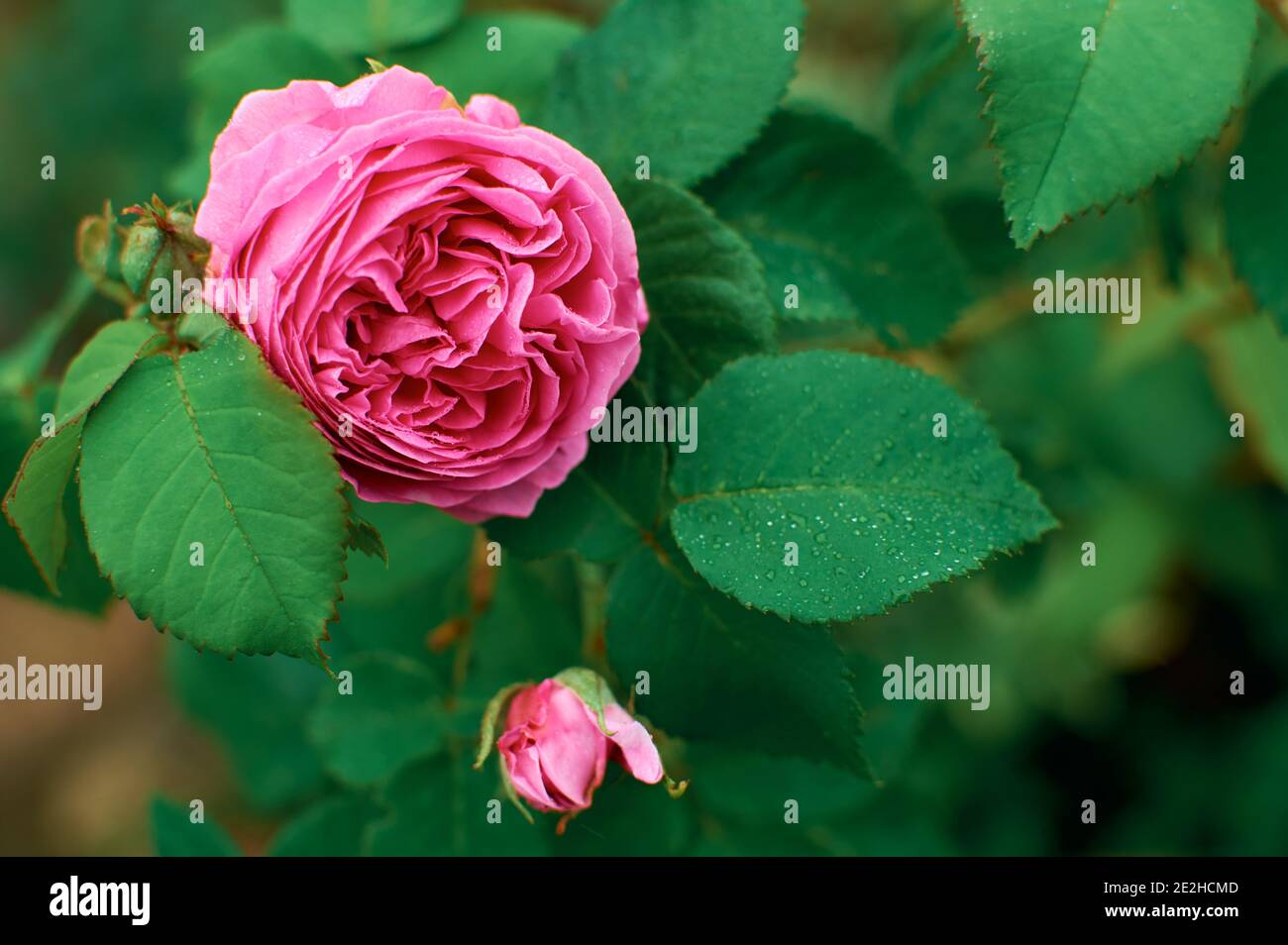 Garden rose. Pink Rose in greenery. Gardening concept. Rose bush on the street. Dew drops on flowers and leaves. Stock Photo