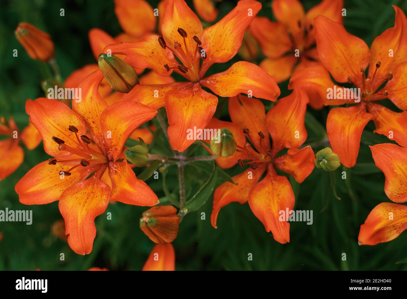 Fiery orange garden lily. Beautiful bright flowers. Lily bush on top. Orange flower in green foliage. Open and closed lily buds. Stock Photo