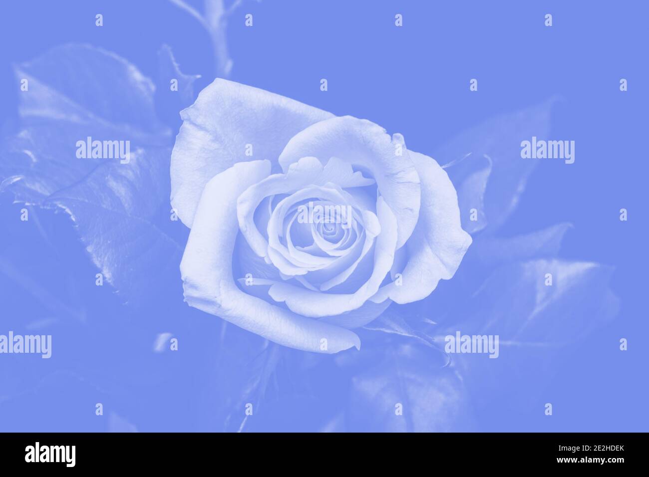 beautiful rose with blue tint Stock Photo - Alamy