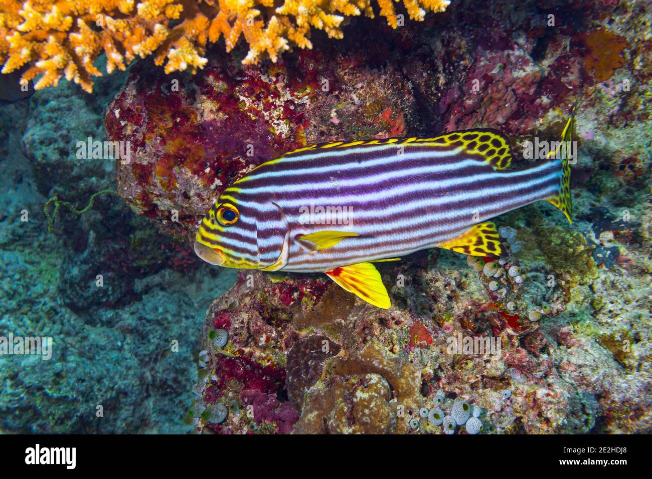 Plectorhinchus vittatus or the yellow indian ocean oriental sweetlips