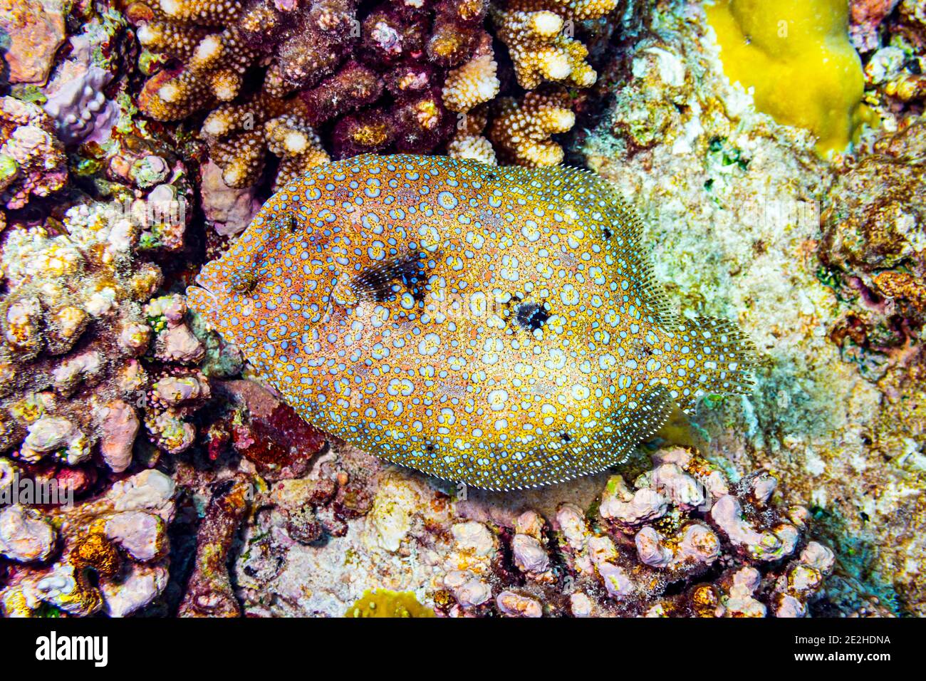 colorful panther leopard flatfish bothus pantherinus in coral reef. flat fish underwater shot in top view Stock Photo