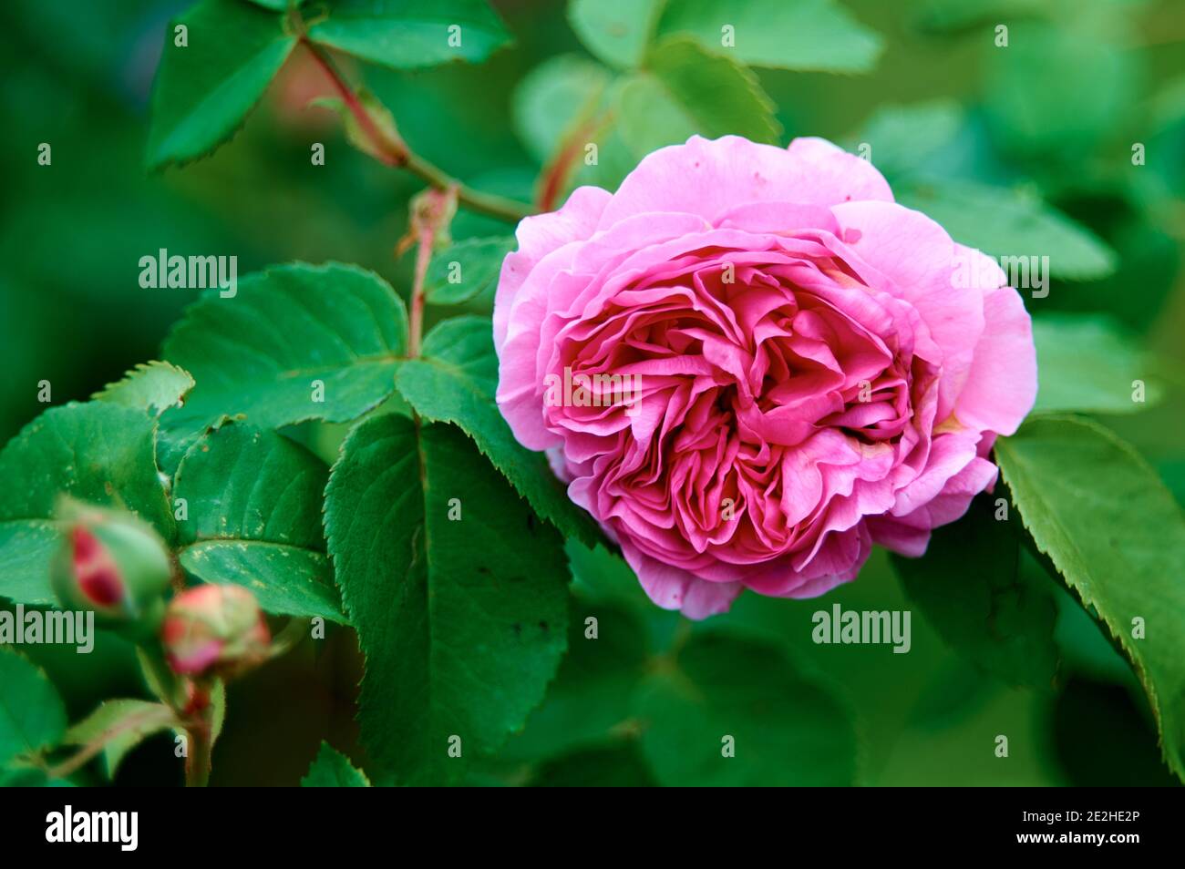 Garden rose. Pink Rose in greenery. Gardening concept. Rose bush on the street Stock Photo