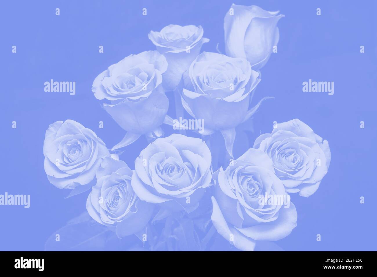 bouquet of beautiful roses with blue tinting Stock Photo - Alamy