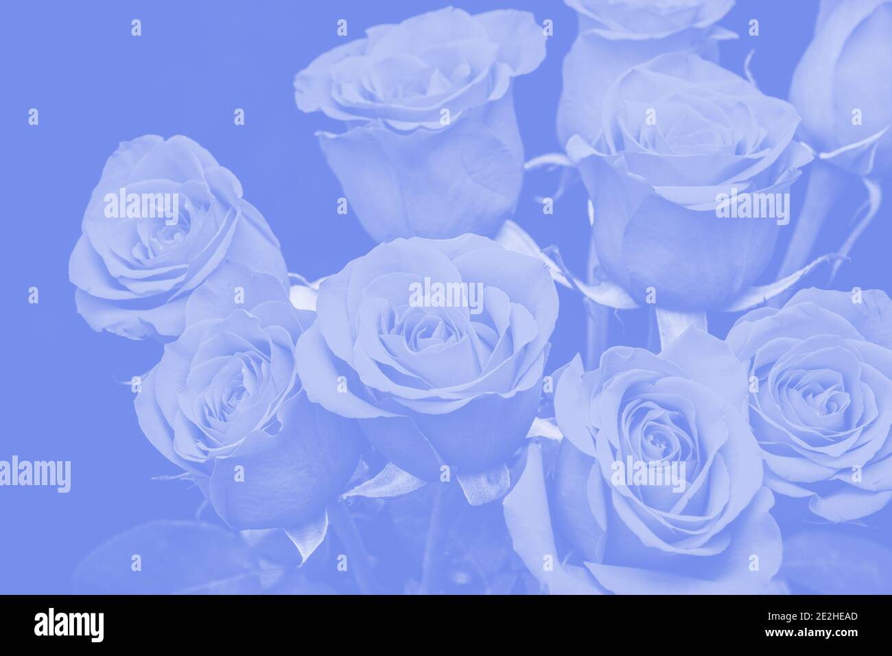 bouquet of beautiful roses with blue tinting Stock Photo - Alamy