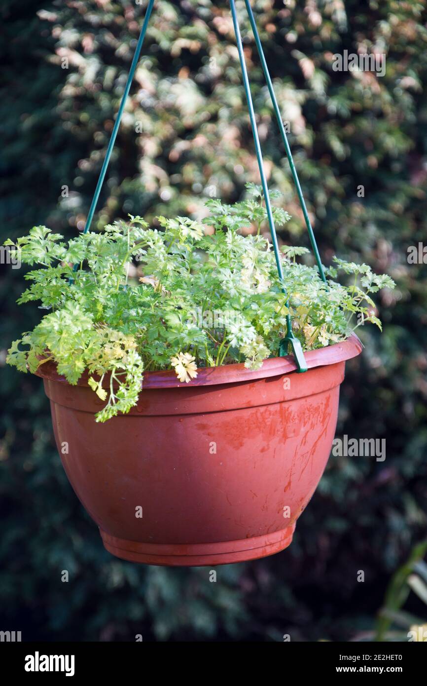 Hanging basket growing parsle, Darki Stock Photo
