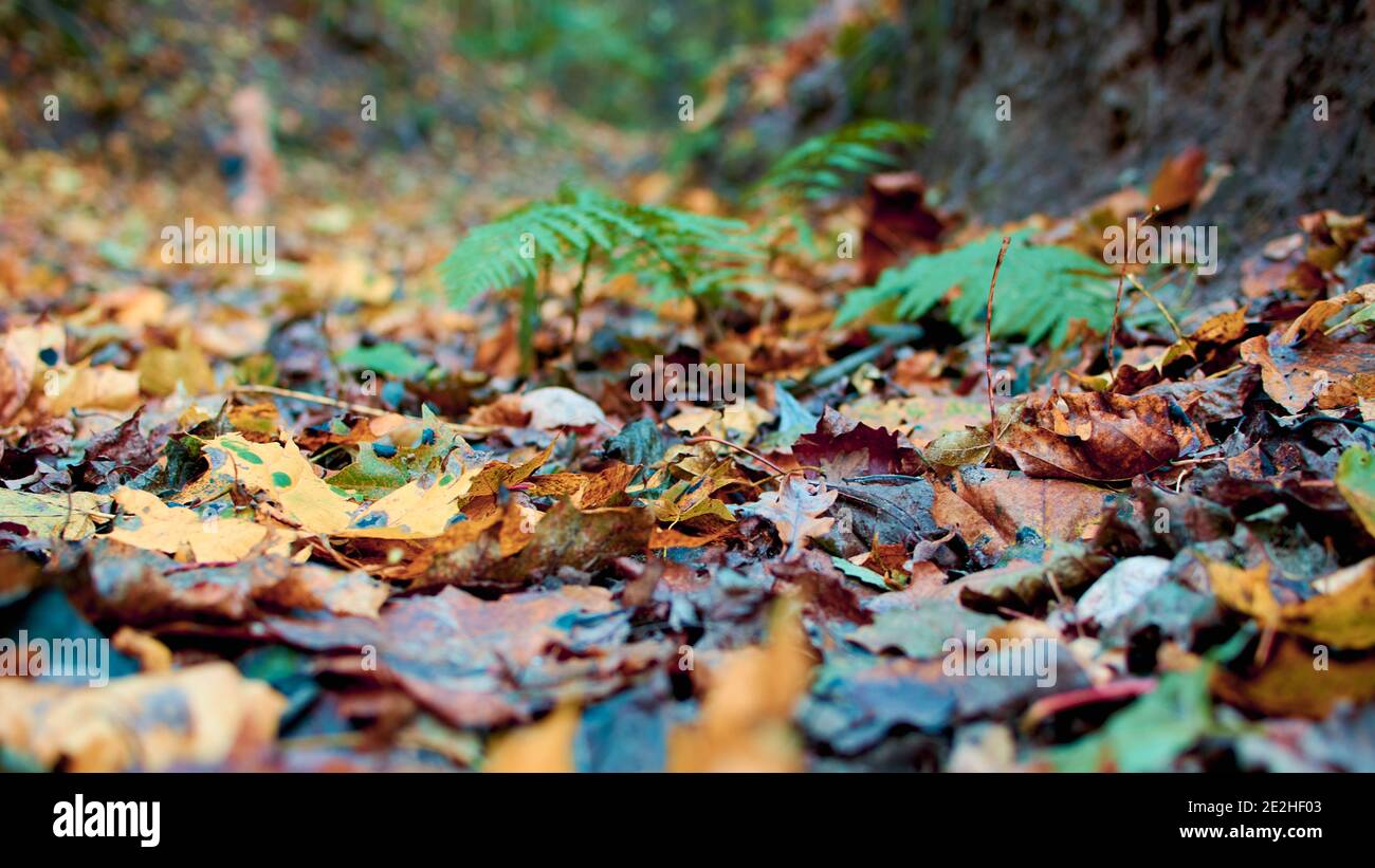 Autumn colors. Fallen leaves. Late autumn, yellow rotten leaves on the ground. Selective focus. Blurred background. Stock Photo
