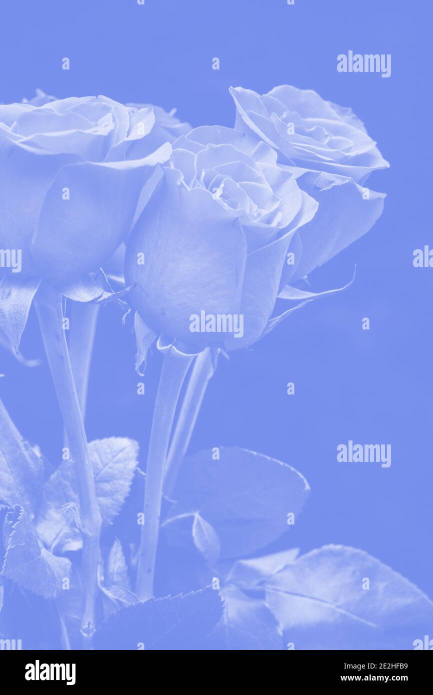 bouquet of beautiful roses with blue tinting Stock Photo - Alamy