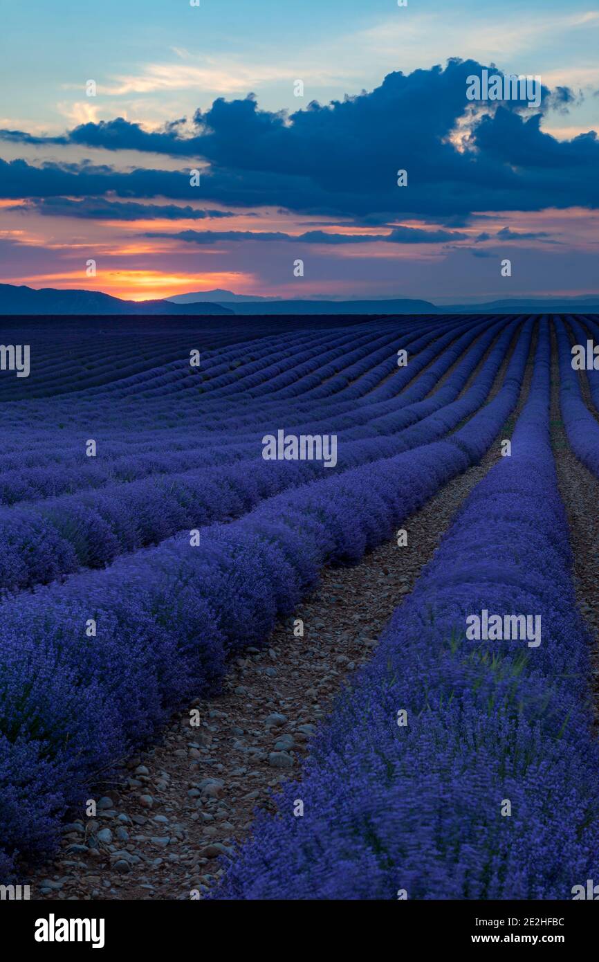 Evening sky over rows of lavender near Valensole, Provence, France Stock Photo