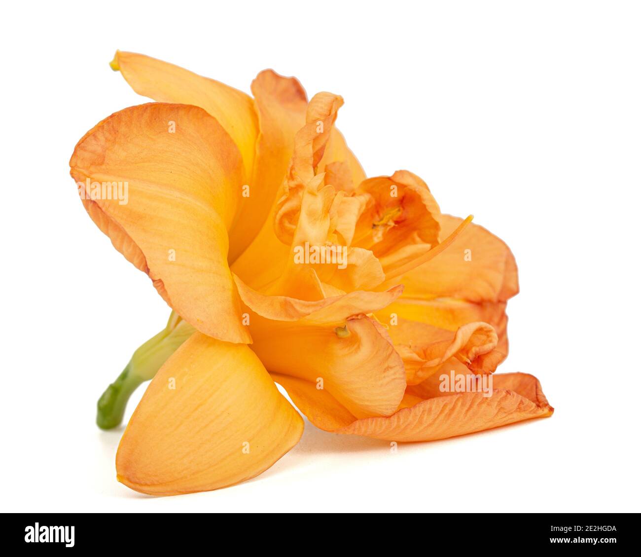 Orange flower of daylily, lat.Hemerocallis, isolated on white background Stock Photo